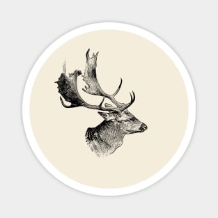 Fallow deer Magnet